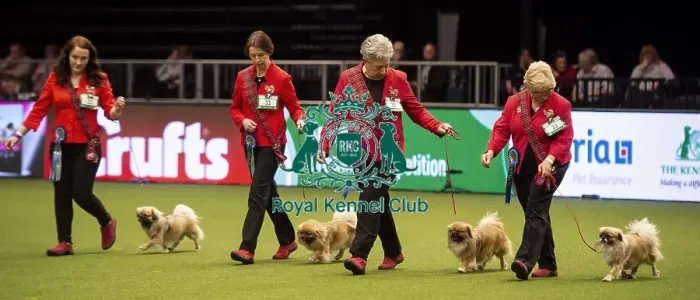 Framed Print : Crufts 2019 - Day Two, NEC, UK - 8 Mar 2019