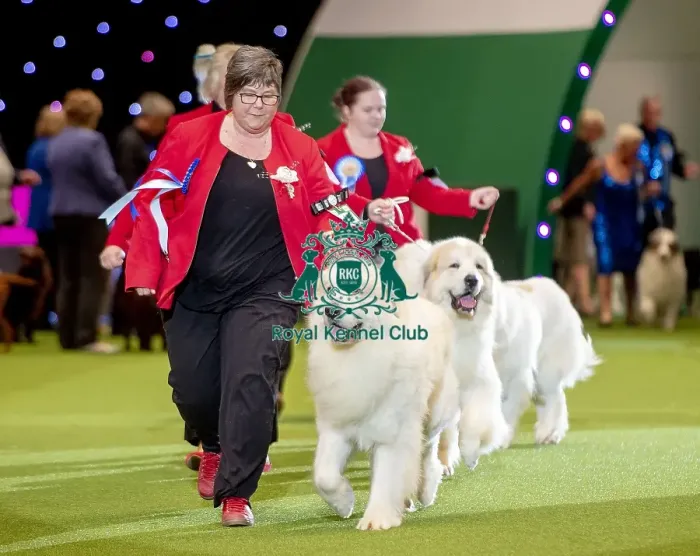 Framed Print : Crufts 2019 - Day Two, NEC, UK - 8 Mar 2019 Framed Print : Crufts 2019 - Day Two, NEC, UK - 8 Mar 2019