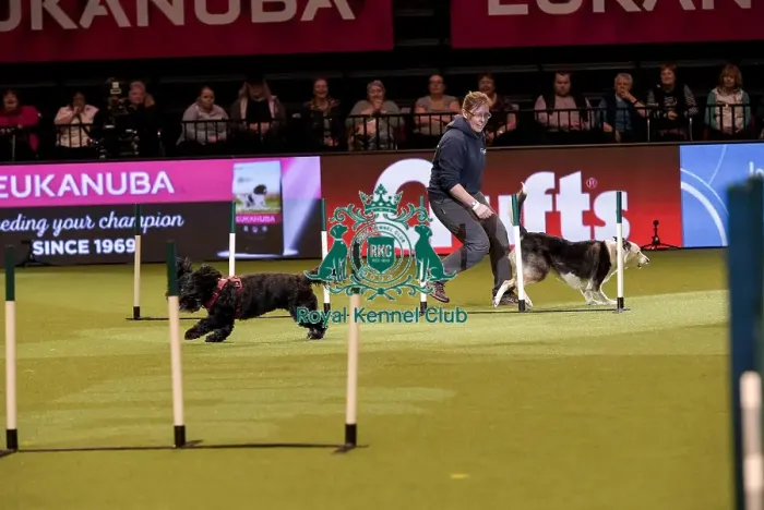 Framed Print : Crufts 2019 - Day Two, NEC, UK - 8 Mar 2019 Framed Print : Crufts 2019 - Day Two, NEC, UK - 8 Mar 2019