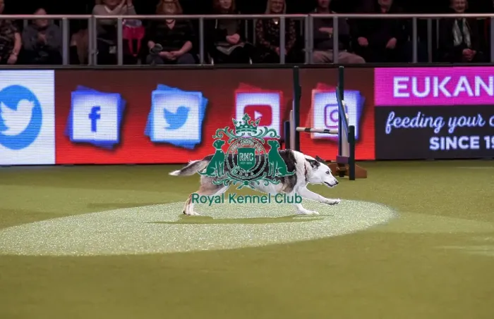 Framed Print : Crufts 2019 - Day Two, NEC, UK - 8 Mar 2019 Framed Print : Crufts 2019 - Day Two, NEC, UK - 8 Mar 2019