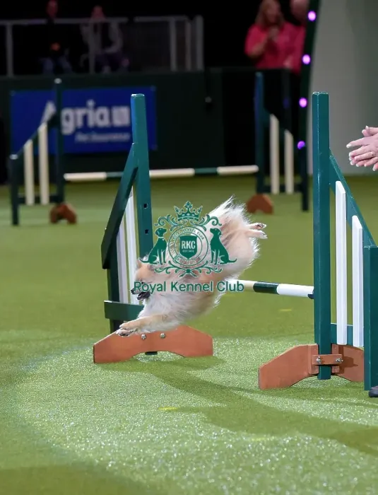 Framed Print : Crufts 2019 - Day Two, NEC, UK - 8 Mar 2019 Framed Print : Crufts 2019 - Day Two, NEC, UK - 8 Mar 2019