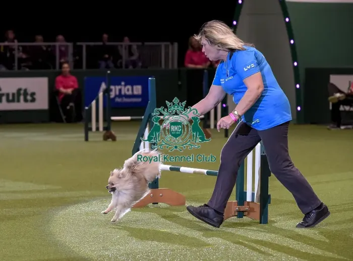 Framed Print : Crufts 2019 - Day Two, NEC, UK - 8 Mar 2019 Framed Print : Crufts 2019 - Day Two, NEC, UK - 8 Mar 2019