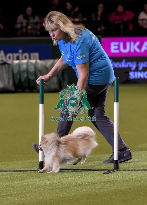 Framed Print : Crufts 2019 - Day Two, NEC, UK - 8 Mar 2019 Framed Print : Crufts 2019 - Day Two, NEC, UK - 8 Mar 2019