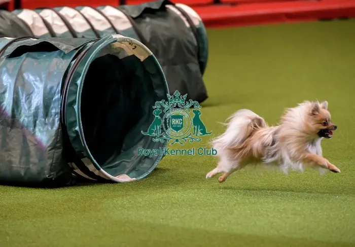 Framed Print : Crufts 2019 - Day Two, NEC, UK - 8 Mar 2019 Framed Print : Crufts 2019 - Day Two, NEC, UK - 8 Mar 2019