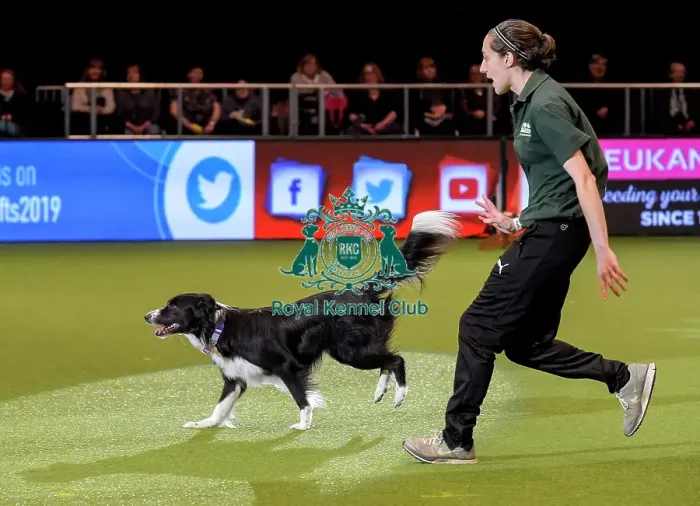 Framed Print : Crufts 2019 - Day Two, NEC, UK - 8 Mar 2019 Framed Print : Crufts 2019 - Day Two, NEC, UK - 8 Mar 2019