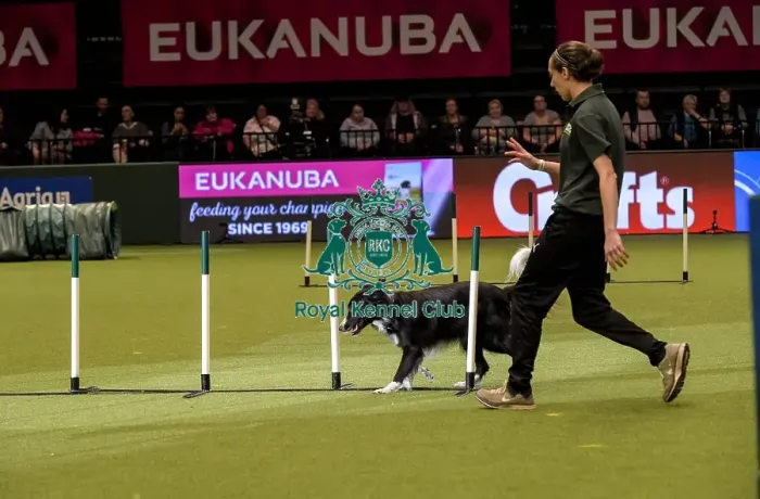 Framed Print : Crufts 2019 - Day Two, NEC, UK - 8 Mar 2019 Framed Print : Crufts 2019 - Day Two, NEC, UK - 8 Mar 2019
