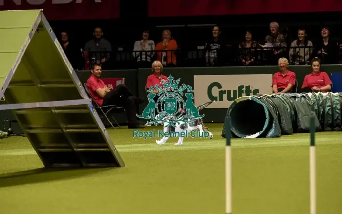 Framed Print : Crufts 2019 - Day Two, NEC, UK - 8 Mar 2019 Framed Print : Crufts 2019 - Day Two, NEC, UK - 8 Mar 2019