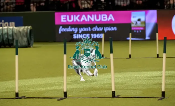 Framed Print : Crufts 2019 - Day Two, NEC, UK - 8 Mar 2019 Framed Print : Crufts 2019 - Day Two, NEC, UK - 8 Mar 2019