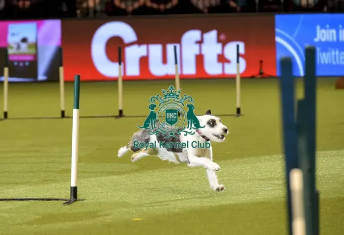 Framed Print : Crufts 2019 - Day Two, NEC, UK - 8 Mar 2019 Framed Print : Crufts 2019 - Day Two, NEC, UK - 8 Mar 2019