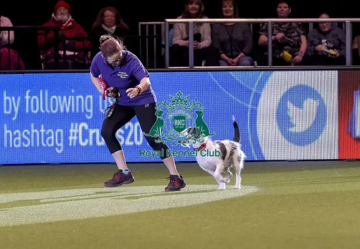 Framed Print : Crufts 2019 - Day Two, NEC, UK - 8 Mar 2019 Framed Print : Crufts 2019 - Day Two, NEC, UK - 8 Mar 2019
