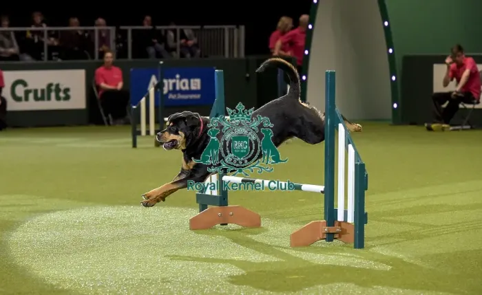 Framed Print : Crufts 2019 - Day Two, NEC, UK - 8 Mar 2019 Framed Print : Crufts 2019 - Day Two, NEC, UK - 8 Mar 2019