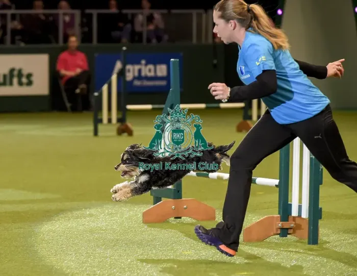 Framed Print : Crufts 2019 - Day Two, NEC, UK - 8 Mar 2019 Framed Print : Crufts 2019 - Day Two, NEC, UK - 8 Mar 2019