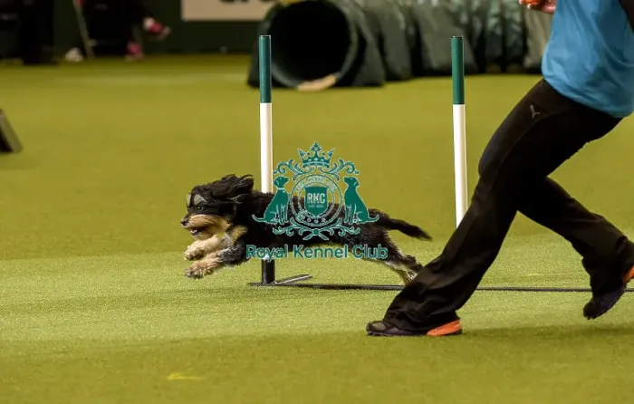 Framed Print : Crufts 2019 - Day Two, NEC, UK - 8 Mar 2019 Framed Print : Crufts 2019 - Day Two, NEC, UK - 8 Mar 2019