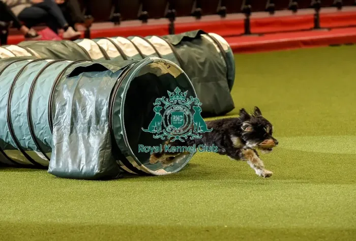 Framed Print : Crufts 2019 - Day Two, NEC, UK - 8 Mar 2019 Framed Print : Crufts 2019 - Day Two, NEC, UK - 8 Mar 2019
