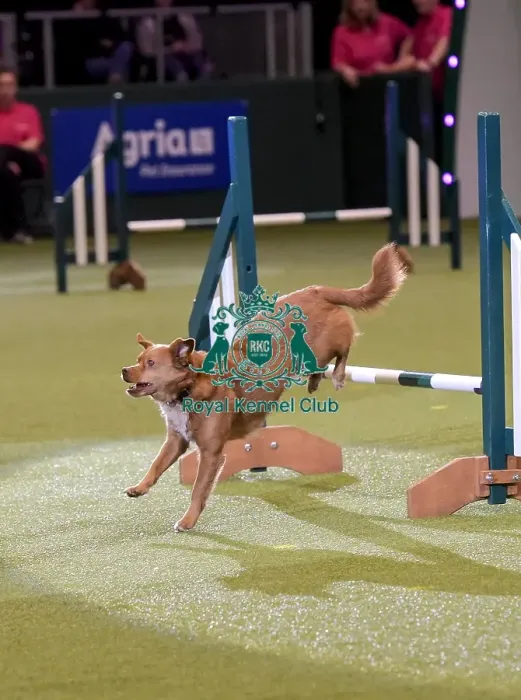 Framed Print : Crufts 2019 - Day Two, NEC, UK - 8 Mar 2019 Framed Print : Crufts 2019 - Day Two, NEC, UK - 8 Mar 2019