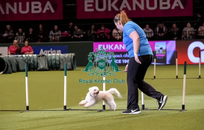 Framed Print : Crufts 2019 - Day Two, NEC, UK - 8 Mar 2019 Framed Print : Crufts 2019 - Day Two, NEC, UK - 8 Mar 2019