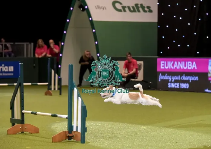 Framed Print : Crufts 2019 - Day Two, NEC, UK - 8 Mar 2019 Framed Print : Crufts 2019 - Day Two, NEC, UK - 8 Mar 2019