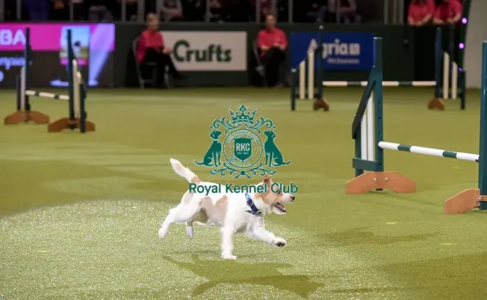 Framed Print : Crufts 2019 - Day Two, NEC, UK - 8 Mar 2019 Framed Print : Crufts 2019 - Day Two, NEC, UK - 8 Mar 2019