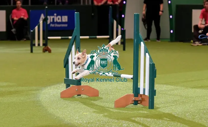 Framed Print : Crufts 2019 - Day Two, NEC, UK - 8 Mar 2019 Framed Print : Crufts 2019 - Day Two, NEC, UK - 8 Mar 2019