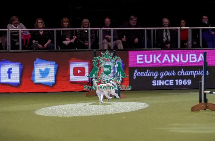 Framed Print : Crufts 2019 - Day Two, NEC, UK - 8 Mar 2019 Framed Print : Crufts 2019 - Day Two, NEC, UK - 8 Mar 2019