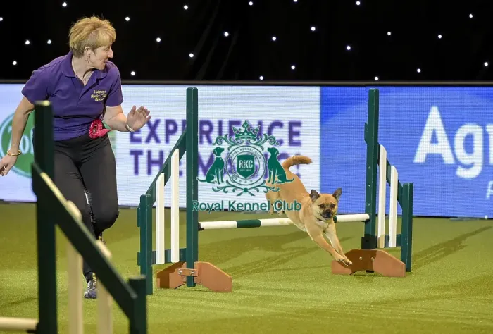 Framed Print : Crufts 2019 - Day Two, NEC, UK - 8 Mar 2019 Framed Print : Crufts 2019 - Day Two, NEC, UK - 8 Mar 2019