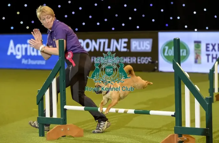 Framed Print : Crufts 2019 - Day Two, NEC, UK - 8 Mar 2019 Framed Print : Crufts 2019 - Day Two, NEC, UK - 8 Mar 2019