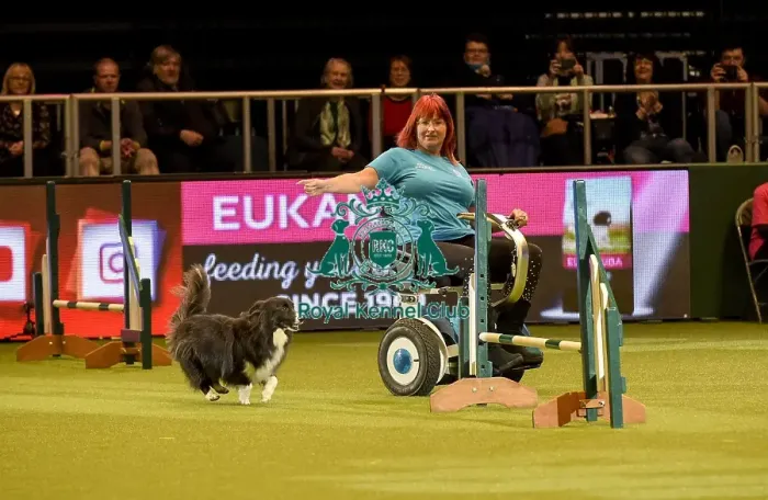 Framed Print : Crufts 2019 - Day Two, NEC, UK - 8 Mar 2019 Framed Print : Crufts 2019 - Day Two, NEC, UK - 8 Mar 2019