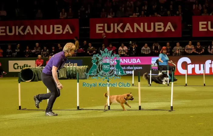 Framed Print : Crufts 2019 - Day Two, NEC, UK - 8 Mar 2019 Framed Print : Crufts 2019 - Day Two, NEC, UK - 8 Mar 2019