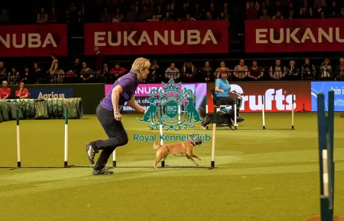 Framed Print : Crufts 2019 - Day Two, NEC, UK - 8 Mar 2019 Framed Print : Crufts 2019 - Day Two, NEC, UK - 8 Mar 2019