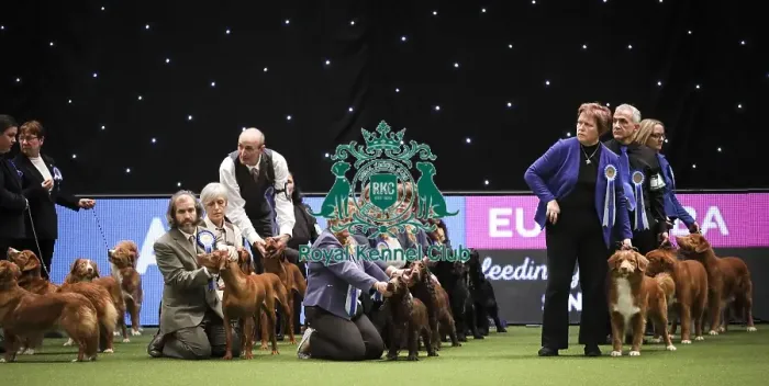 Framed Print : Crufts 2019 - Day Two, NEC, UK - 8 Mar 2019 Framed Print : Crufts 2019 - Day Two, NEC, UK - 8 Mar 2019
