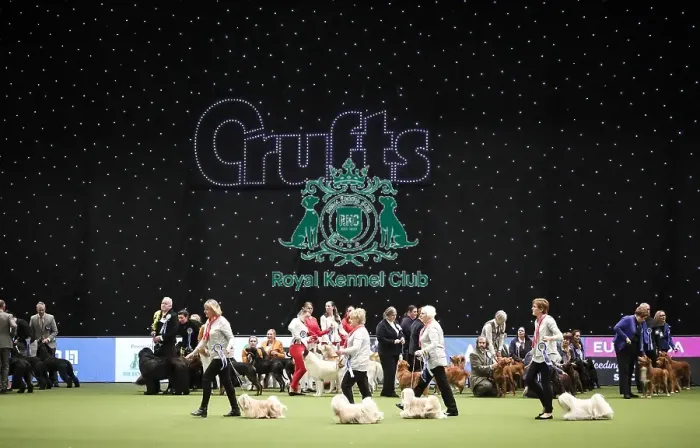 Framed Print : Crufts 2019 - Day Two, NEC, UK - 8 Mar 2019 Framed Print : Crufts 2019 - Day Two, NEC, UK - 8 Mar 2019