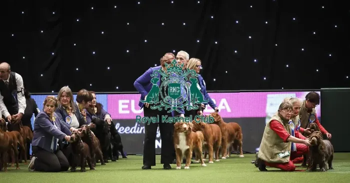 Framed Print : Crufts 2019 - Day Two, NEC, UK - 8 Mar 2019 Framed Print : Crufts 2019 - Day Two, NEC, UK - 8 Mar 2019