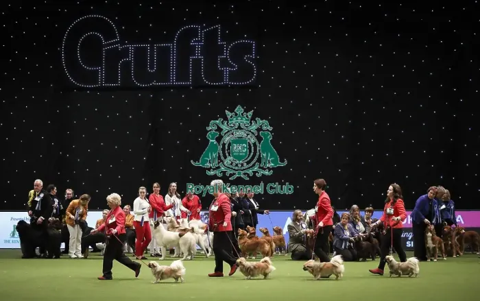 Framed Print : Crufts 2019 - Day Two, NEC, UK - 8 Mar 2019 Framed Print : Crufts 2019 - Day Two, NEC, UK - 8 Mar 2019