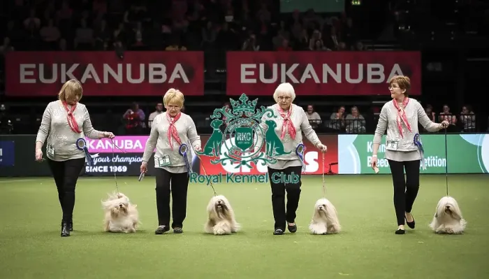 Framed Print : Crufts 2019 - Day Two, NEC, UK - 8 Mar 2019 Framed Print : Crufts 2019 - Day Two, NEC, UK - 8 Mar 2019
