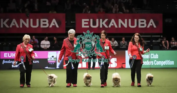 Framed Print : Crufts 2019 - Day Two, NEC, UK - 8 Mar 2019 Framed Print : Crufts 2019 - Day Two, NEC, UK - 8 Mar 2019