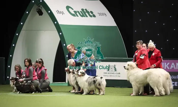 Framed Print : Crufts 2019 - Day Two, NEC, UK - 8 Mar 2019 Framed Print : Crufts 2019 - Day Two, NEC, UK - 8 Mar 2019