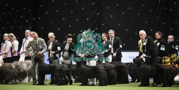Framed Print : Crufts 2019 - Day Two, NEC, UK - 8 Mar 2019 Framed Print : Crufts 2019 - Day Two, NEC, UK - 8 Mar 2019