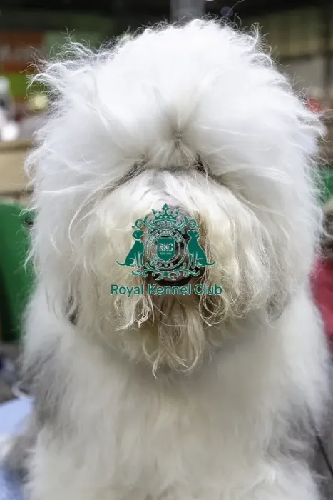 Framed Print : Crufts 2019 - Day Two, NEC, UK - 8 Mar 2019 Framed Print : Crufts 2019 - Day Two, NEC, UK - 8 Mar 2019