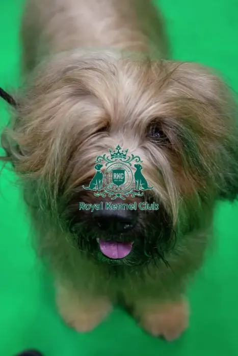 Framed Print : Crufts 2019 - Day Two, NEC, UK - 8 Mar 2019 Framed Print : Crufts 2019 - Day Two, NEC, UK - 8 Mar 2019
