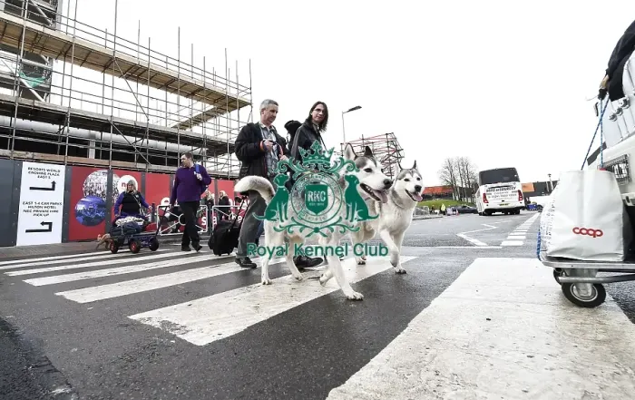 Framed Print : Crufts 2019 - Day Two, NEC, UK - 8 Mar 2019 Framed Print : Crufts 2019 - Day Two, NEC, UK - 8 Mar 2019