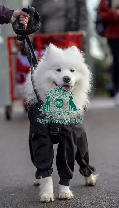 Framed Print : Crufts 2019 - Day Two, NEC, UK - 8 Mar 2019 Framed Print : Crufts 2019 - Day Two, NEC, UK - 8 Mar 2019