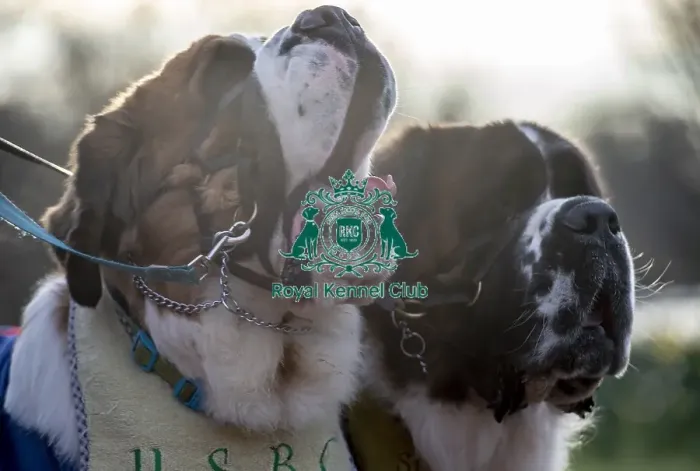 Framed Print : Crufts 2019 - Day Two, NEC, UK - 8 Mar 2019 Framed Print : Crufts 2019 - Day Two, NEC, UK - 8 Mar 2019