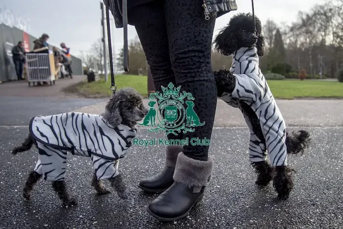 Framed Print : Crufts 2019 - Day Two, NEC, UK - 8 Mar 2019 Framed Print : Crufts 2019 - Day Two, NEC, UK - 8 Mar 2019