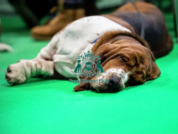 Framed Print : Crufts 2019 - Day Two, NEC, UK - 8 Mar 2019 Framed Print : Crufts 2019 - Day Two, NEC, UK - 8 Mar 2019