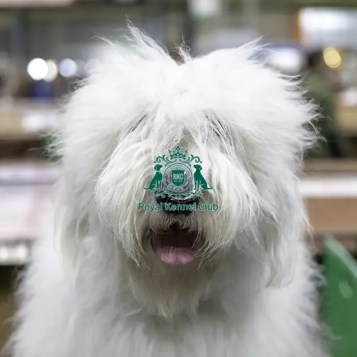 Framed Print : Crufts 2019 - Day Two, NEC, UK - 8 Mar 2019 Framed Print : Crufts 2019 - Day Two, NEC, UK - 8 Mar 2019