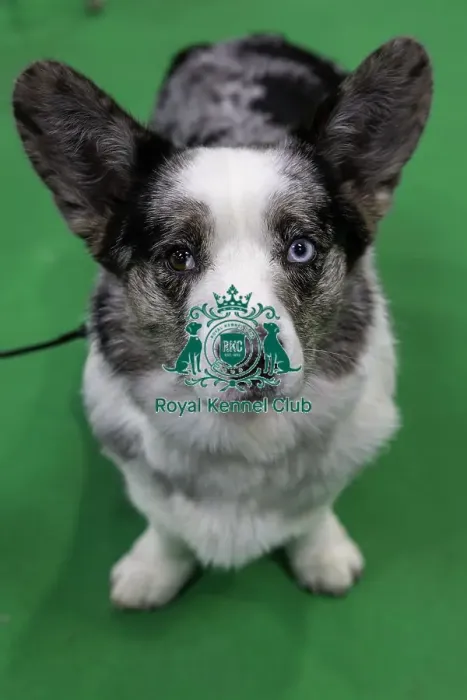 Framed Print : Crufts 2019 - Day Two, NEC, UK - 8 Mar 2019 Framed Print : Crufts 2019 - Day Two, NEC, UK - 8 Mar 2019