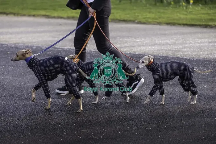 Framed Print : Crufts 2019 - Day Two, NEC, UK - 8 Mar 2019 Framed Print : Crufts 2019 - Day Two, NEC, UK - 8 Mar 2019
