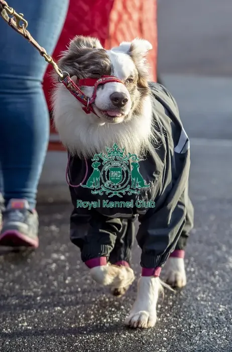 Framed Print : Crufts 2019 - Day Two, NEC, UK - 8 Mar 2019 Framed Print : Crufts 2019 - Day Two, NEC, UK - 8 Mar 2019