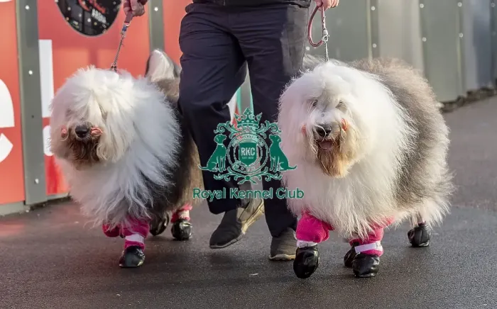 Framed Print : Crufts 2019 - Day Two, NEC, UK - 8 Mar 2019 Framed Print : Crufts 2019 - Day Two, NEC, UK - 8 Mar 2019