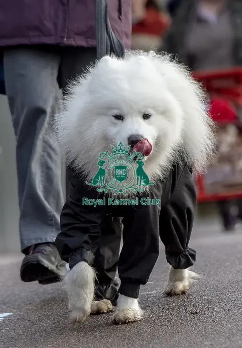 Framed Print : Crufts 2019 - Day Two, NEC, UK - 8 Mar 2019 Framed Print : Crufts 2019 - Day Two, NEC, UK - 8 Mar 2019
